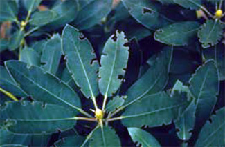 Black vine weevil damage to rhododendrons