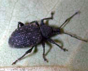 Black vine weevil