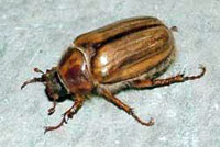 European Chafer