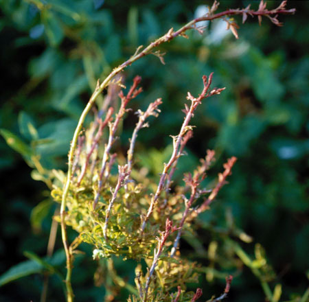Witches' broom of rose rosette