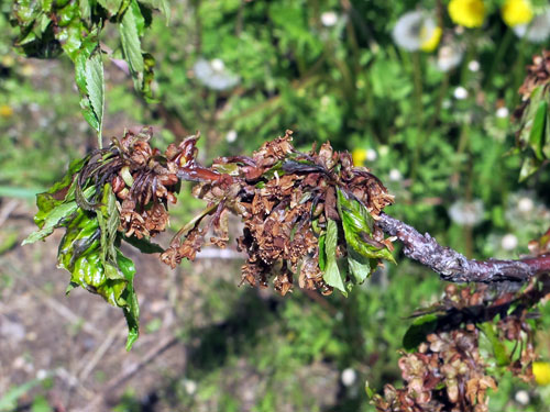 Bacterial blossom blast