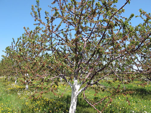 Bacterial Canker Ice Nucleation Frost Injury And Blossom Blast In Sweet Cherries Msu Extension