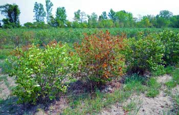 blueberry bush