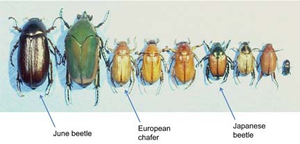 beetle comparison