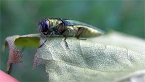 Emerald Ash Borer