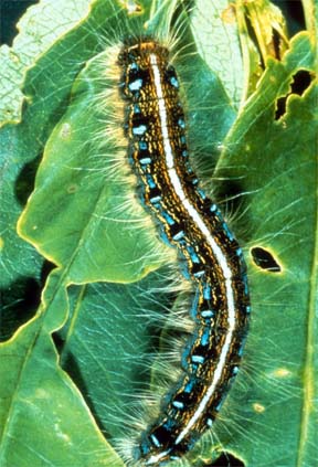 forest tent caterpillar