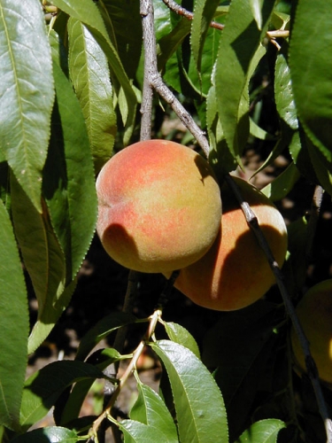 Peach fruit