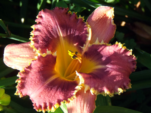 Heavily ruffled and toothed petals