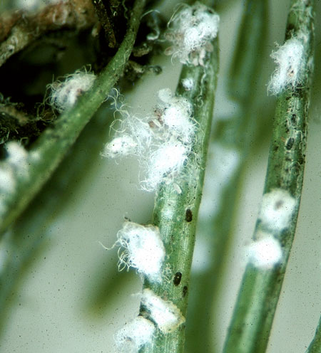 Cooley spruce gall adelgid nymph