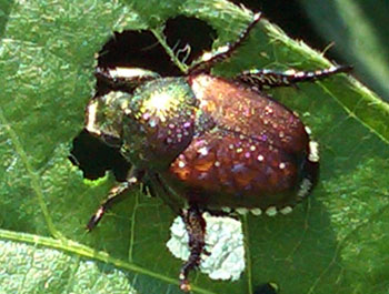 Japanese beetle on soybean