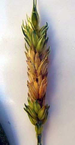 Wheat Head with symptoms of Fusarium head scab