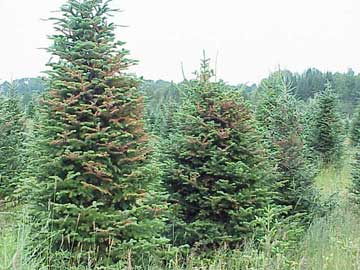 Damage from balsam fir sawfly Damage from balsam fir sawfly