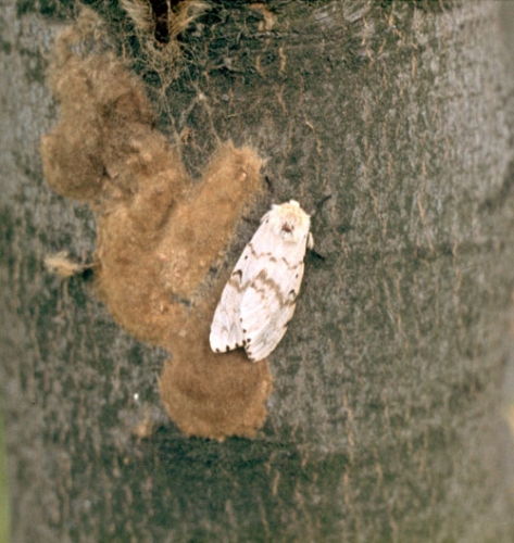 Gypsy moth