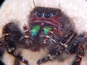 Phidippus audax close up