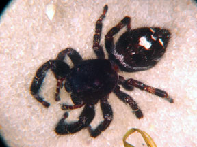 Jumping spider