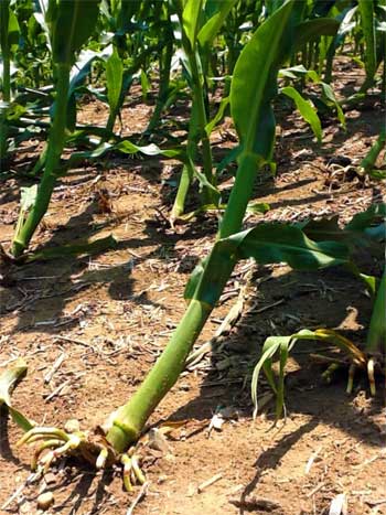 Wind damage in corn