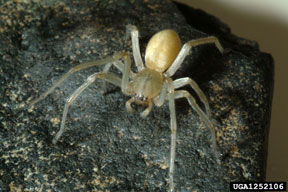 Yellow sac spider