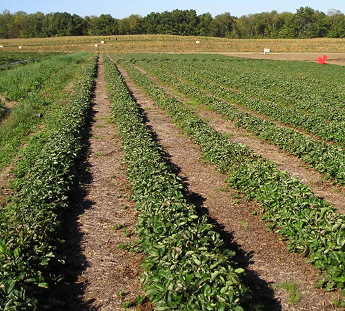 Strawberry field Strawberry field