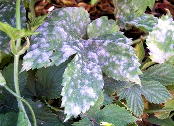 Powdery mildew