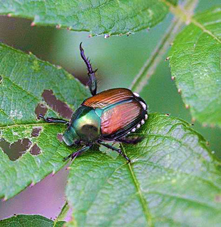 Japanese beetle Japanese beetle