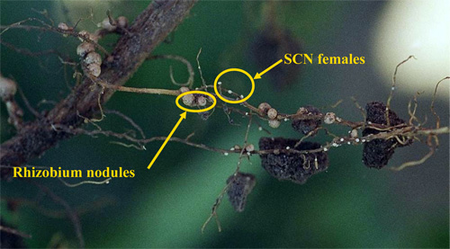 Soybean cyst nematode females