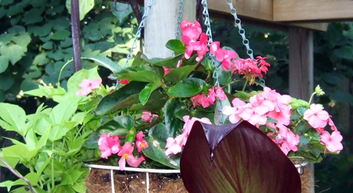 'Dragon Wing' Begonia