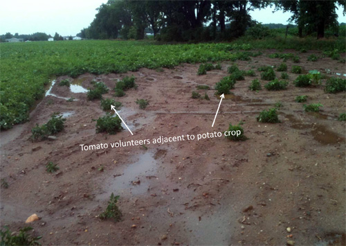 Tomato volunteers adjacent to potato crop