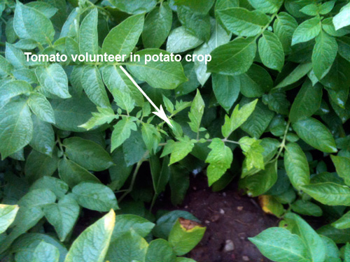 Tomato volunteer in potato crop
