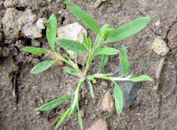 Prostrate knotweed seedling