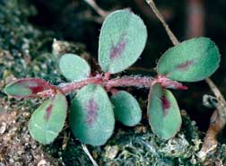 Prostrate spurge plant