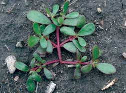 Common purslane plant