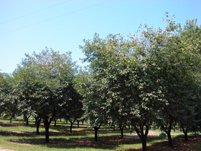 Tart cherry yellow leaves