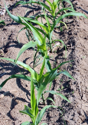 Corn Corn