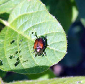 Japanese Beetle