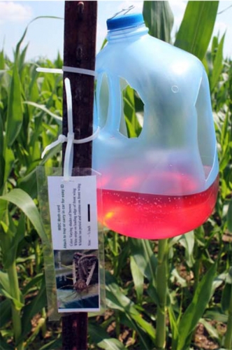 Western bean cutworm trap