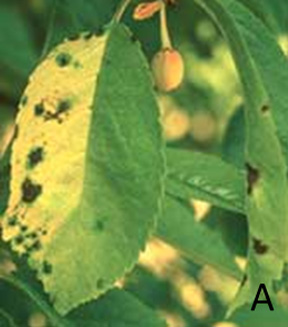 Bacterial canker Bacterial canker