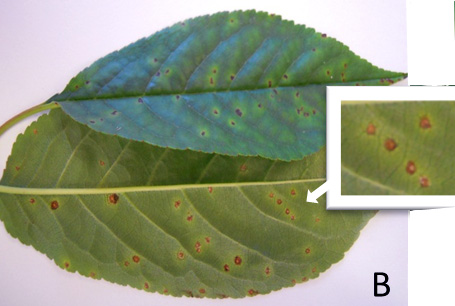 Cherry leaf spot Cherry leaf spot