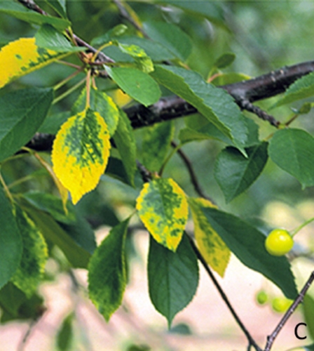 Sour cherry yellows