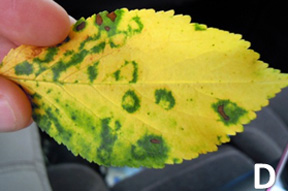 Green ring mottle Green ring mottle