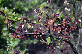 Blueberry scorch flower blight