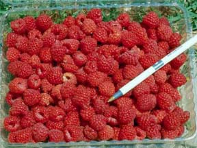 Raspberries