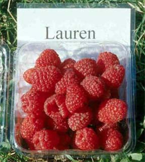 Raspberries