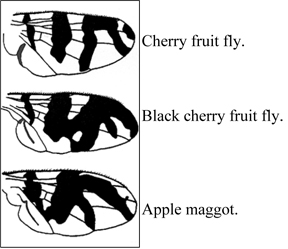 Wing banding patterns