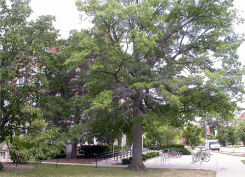 Pin oak with potential borer problem