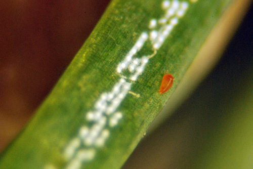 Eriophyid mite Eriophyid mite