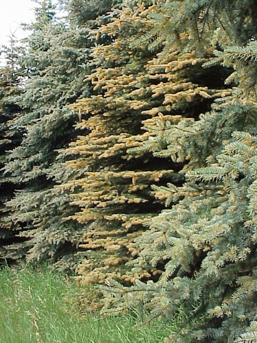 Tree with spruce needle rust