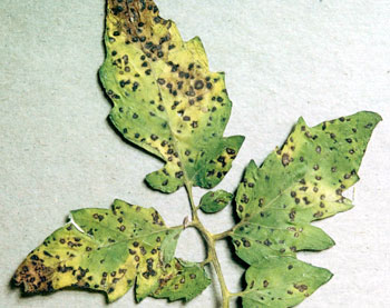 Septoria leaf spot on tomatoes: More ways to prevent spots before