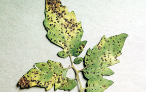 Septoria leafspot