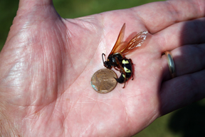 Cicada killer