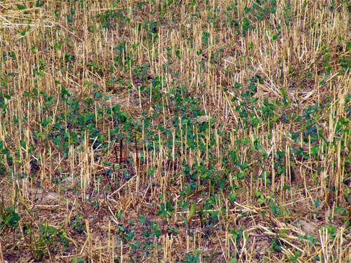 Frost-seeded red clover Frost-seeded red clover